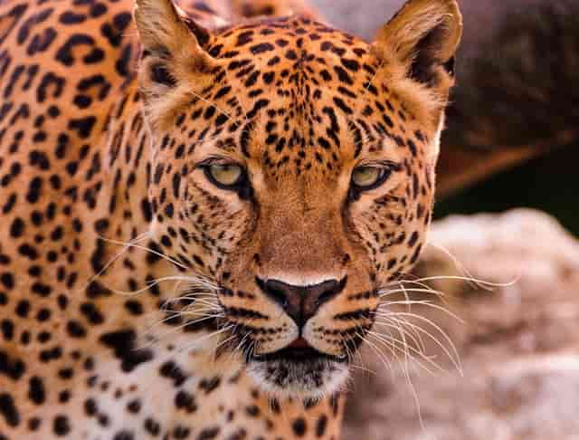 拉面的面条有哪些